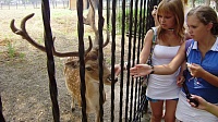 Крым 2010. Летний лагерь с изучением английского языка